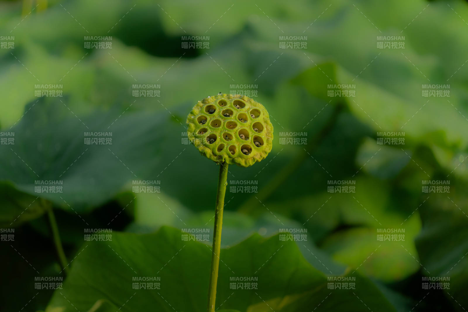 莲蓬静立绿叶间图片