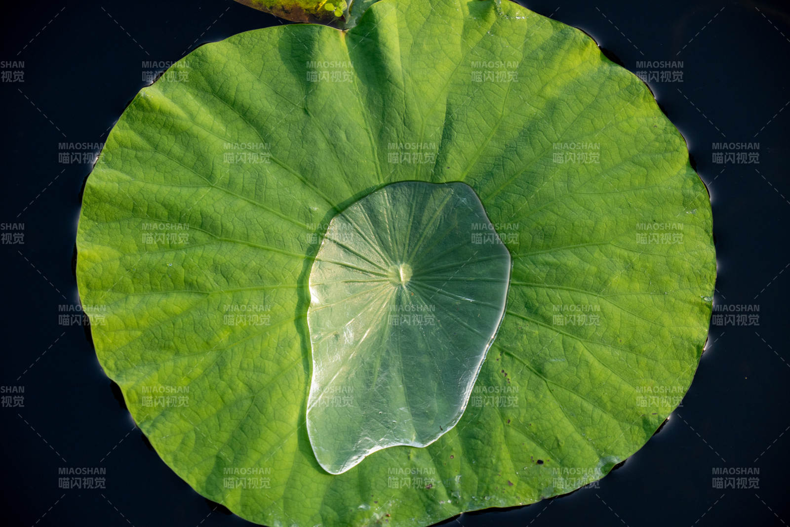 荷叶上的水珠图片