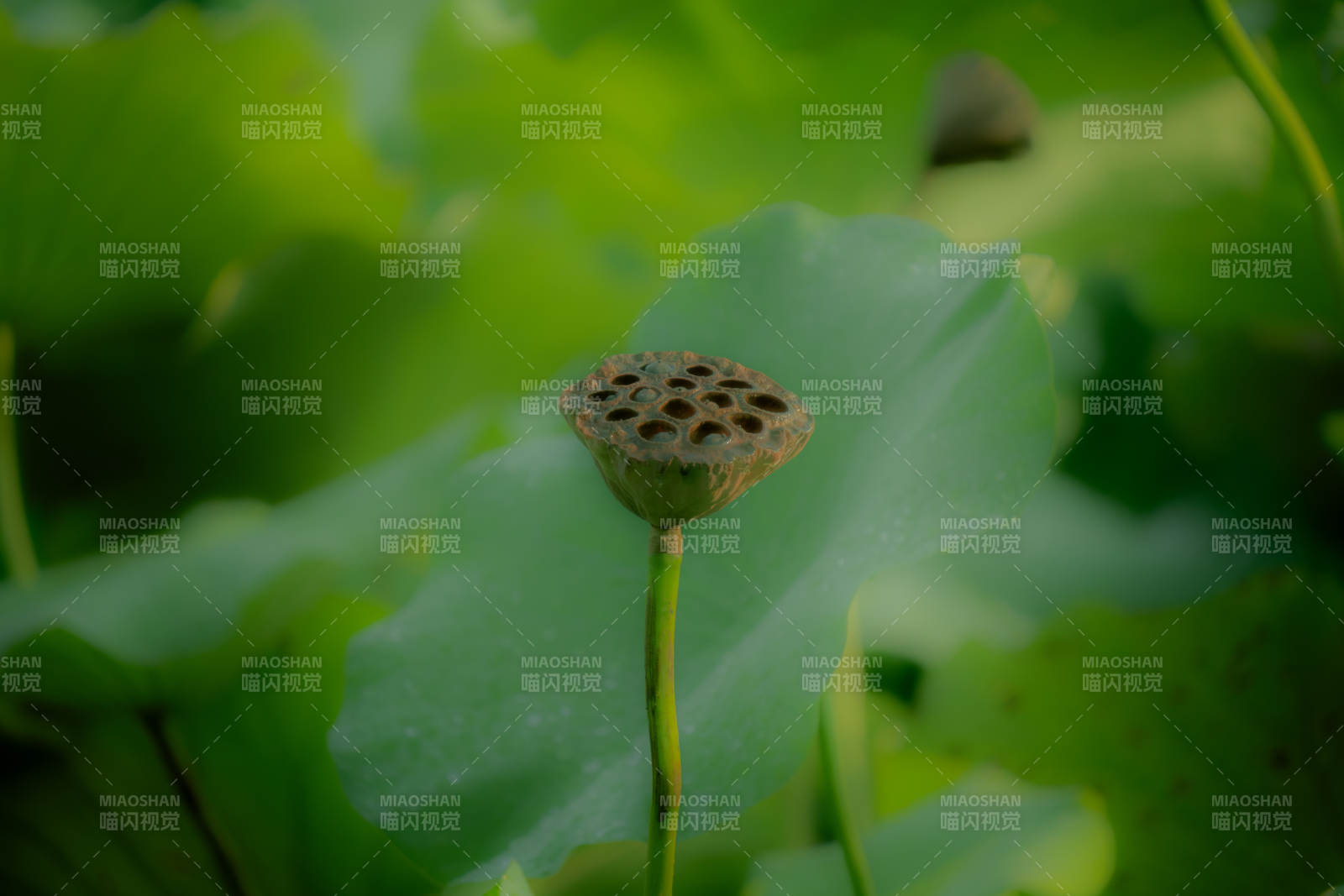 莲蓬静立绿叶间图片