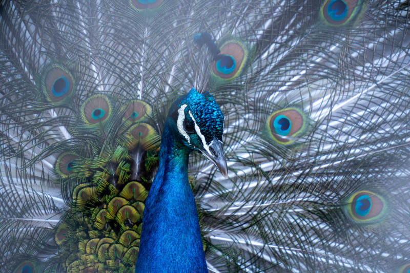 孔雀开屏 美不胜收图片