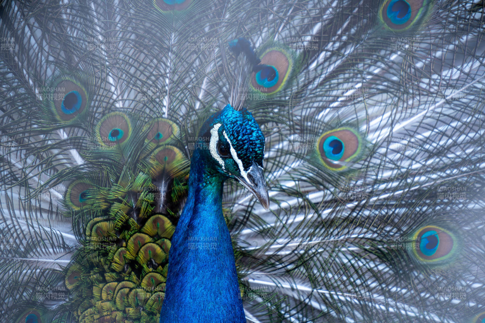 孔雀开屏 美不胜收图片