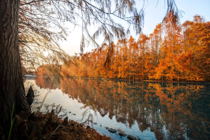 上海海湾国家森林公园图片