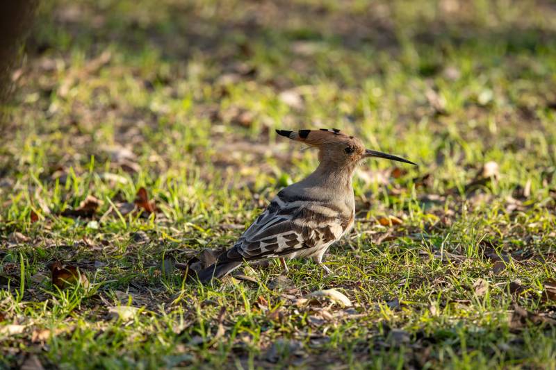 戴胜鸟在草地上觅食图片