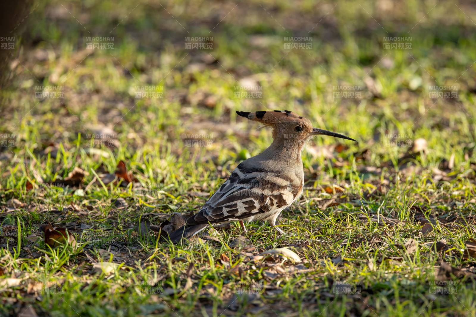 戴胜鸟在草地上觅食图片