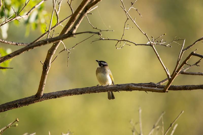 小鸟栖枝头图片