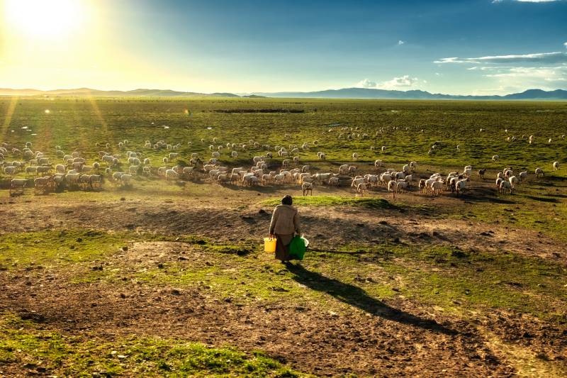 阿坝州羊与牧羊人图片