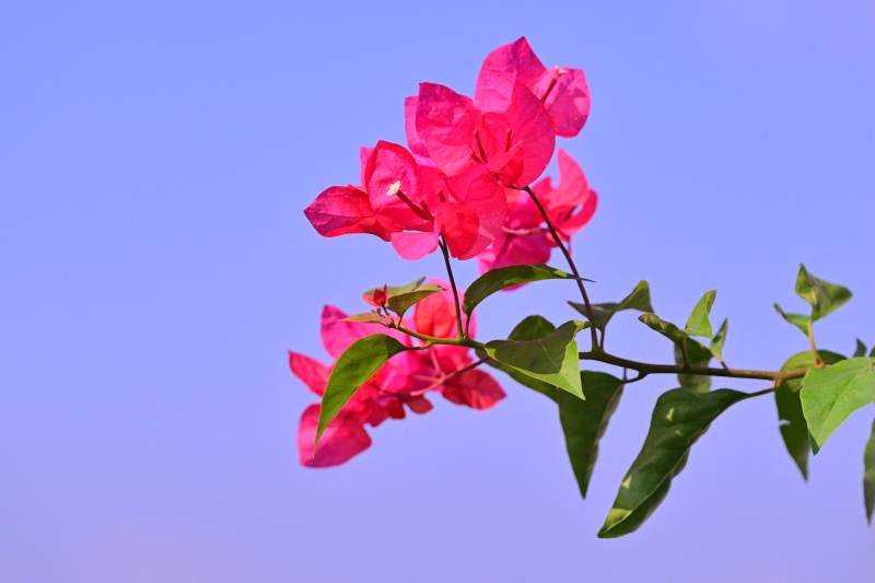 三角梅绽放枝头图片