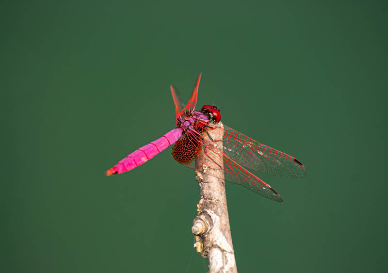 粉红蜻蜓栖枝头图片