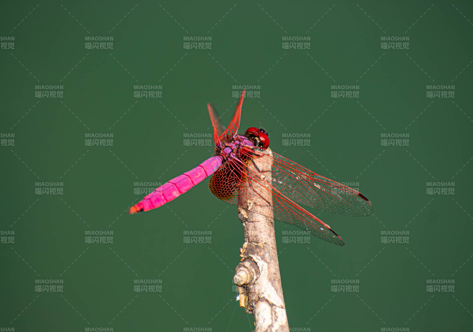 粉红蜻蜓栖枝头图片