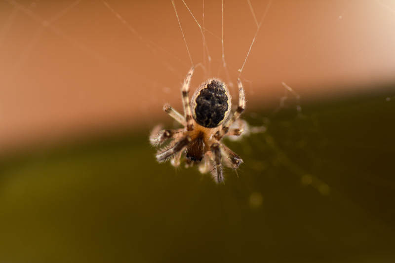 蛛网上的小蜘蛛图片