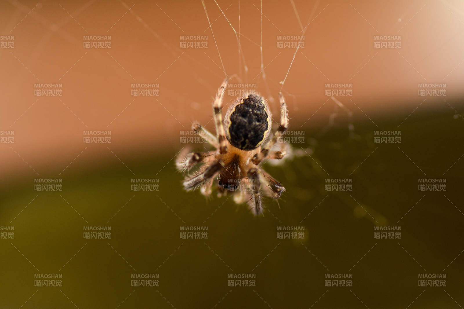 蛛网上的小蜘蛛图片