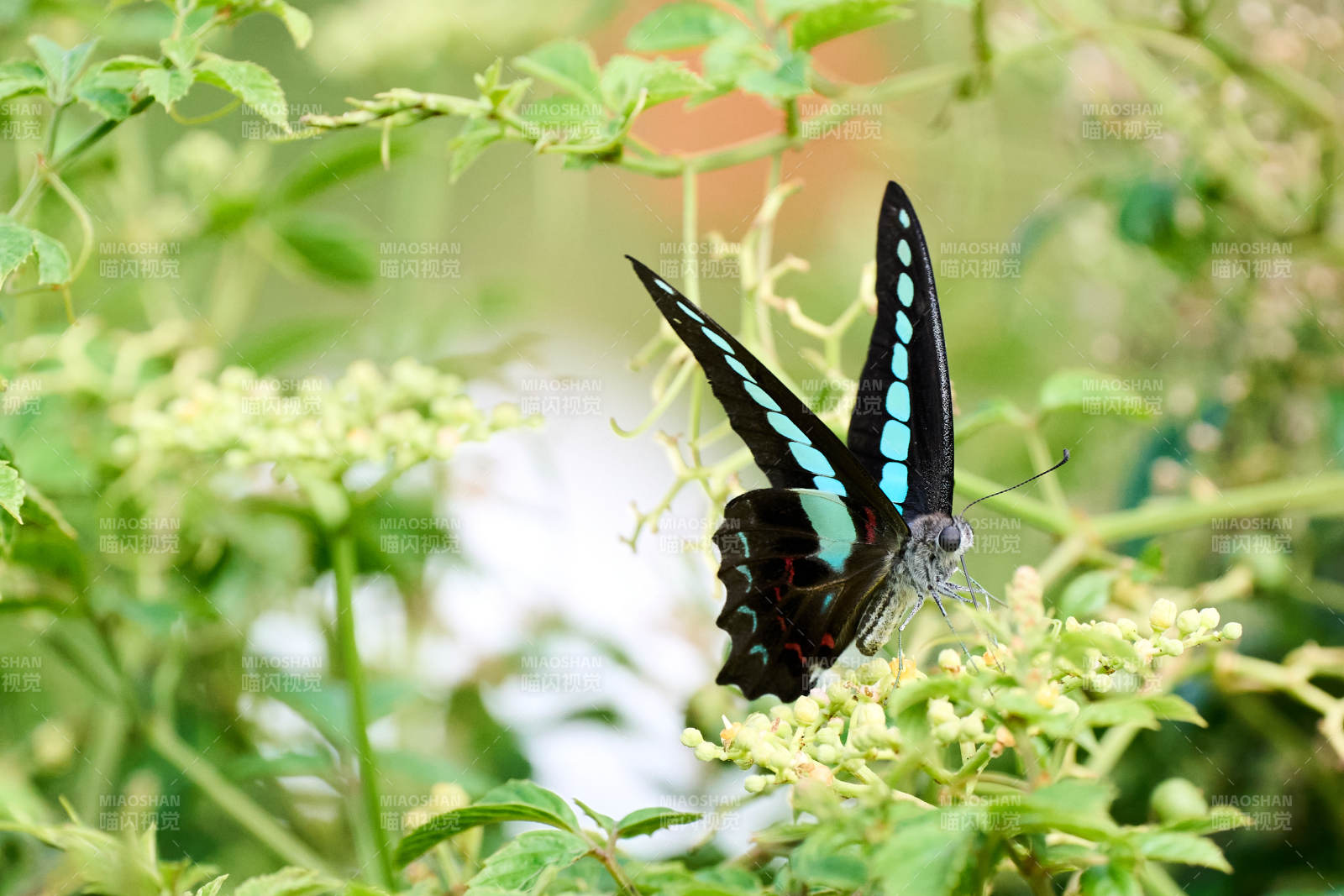 蓝纹蝶栖花丛图片