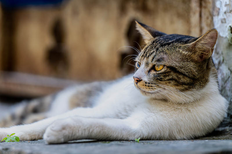 悠闲的猫咪图片