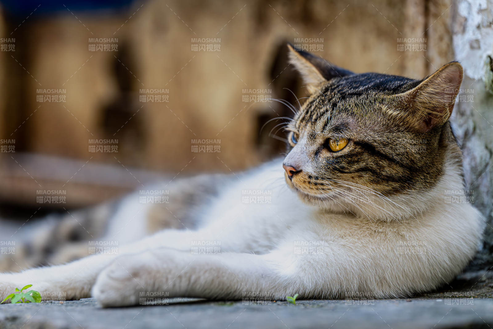 悠闲的猫咪图片