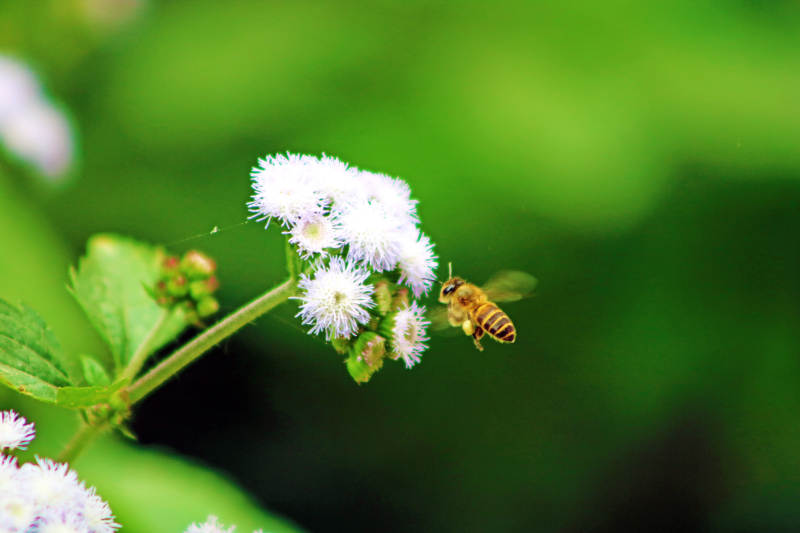 蜂采花蜜图片