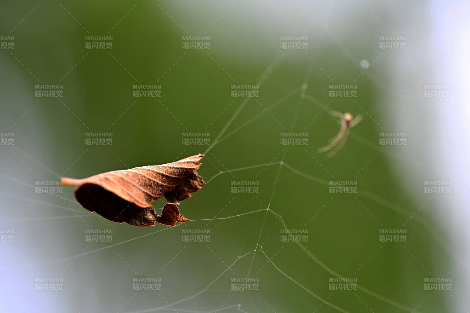 蛛网上的枯叶图片