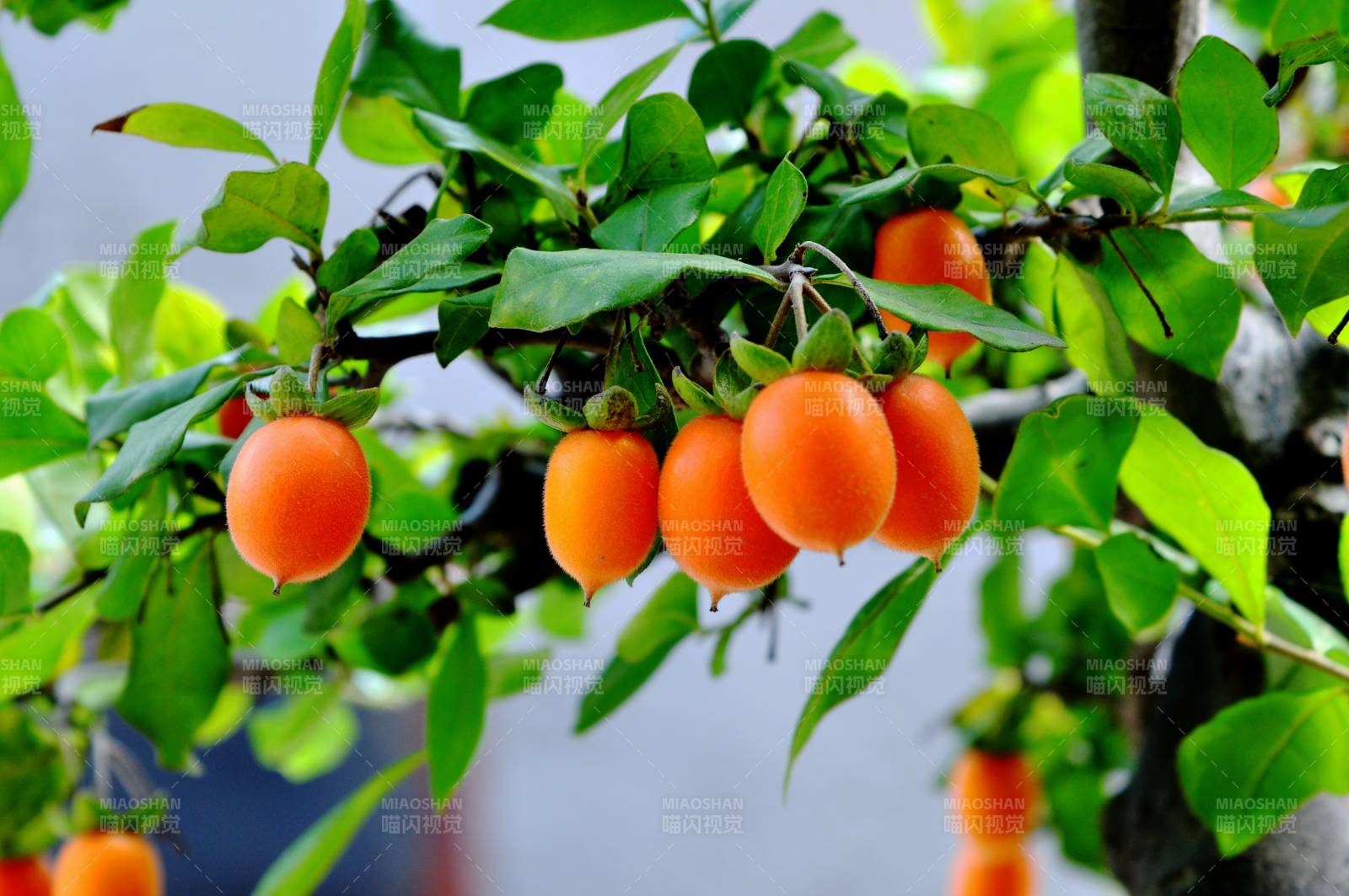 枝头挂满橙色柿子图片