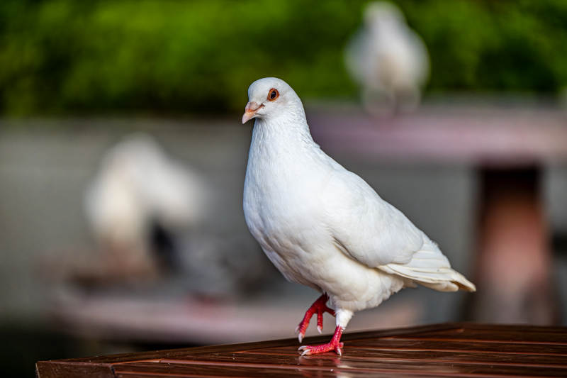 白鸽静立木栏上图片