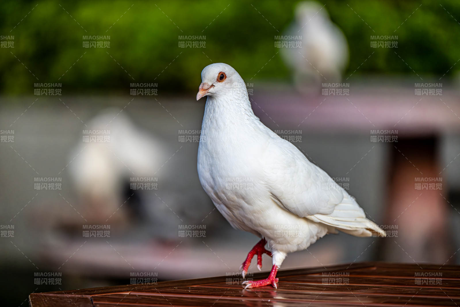 白鸽静立木栏上图片