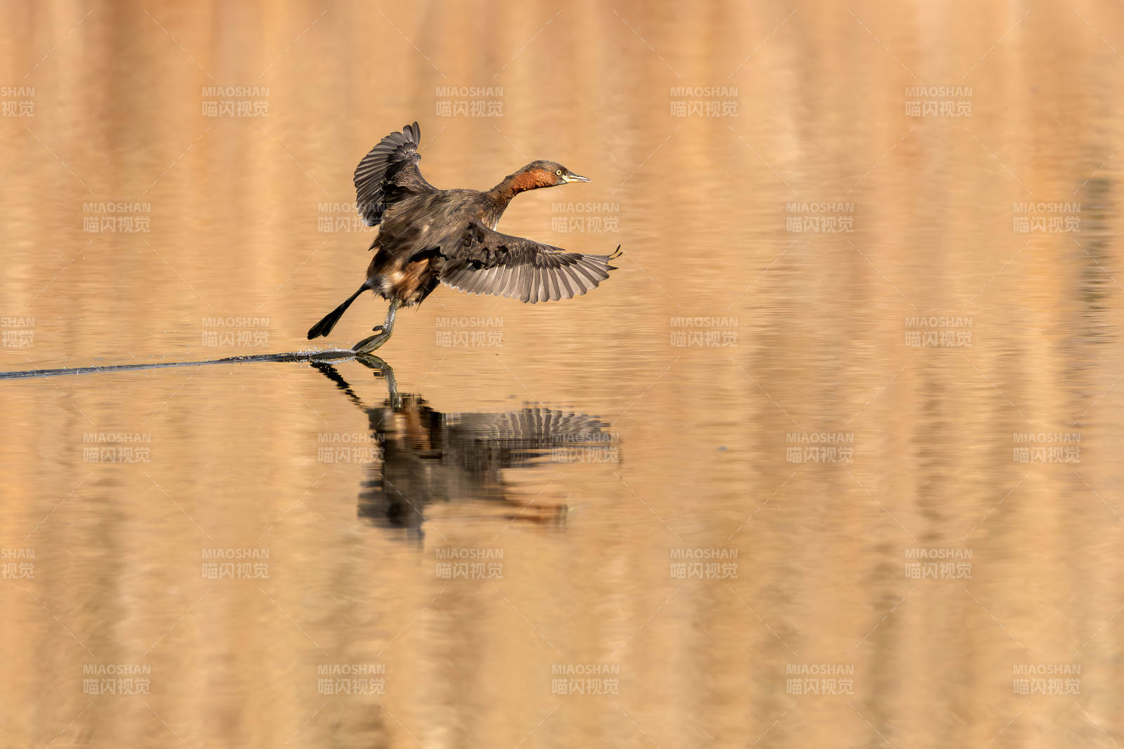 小鸊鷉掠过水面图片