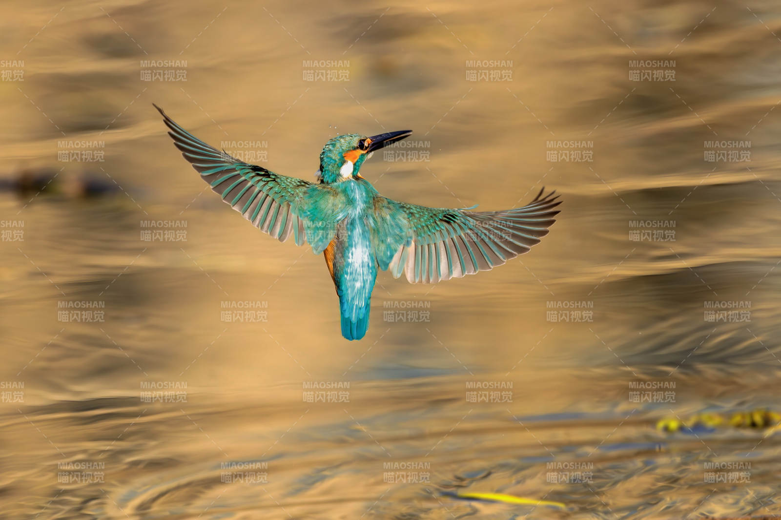 翠鸟飞翔水面图片