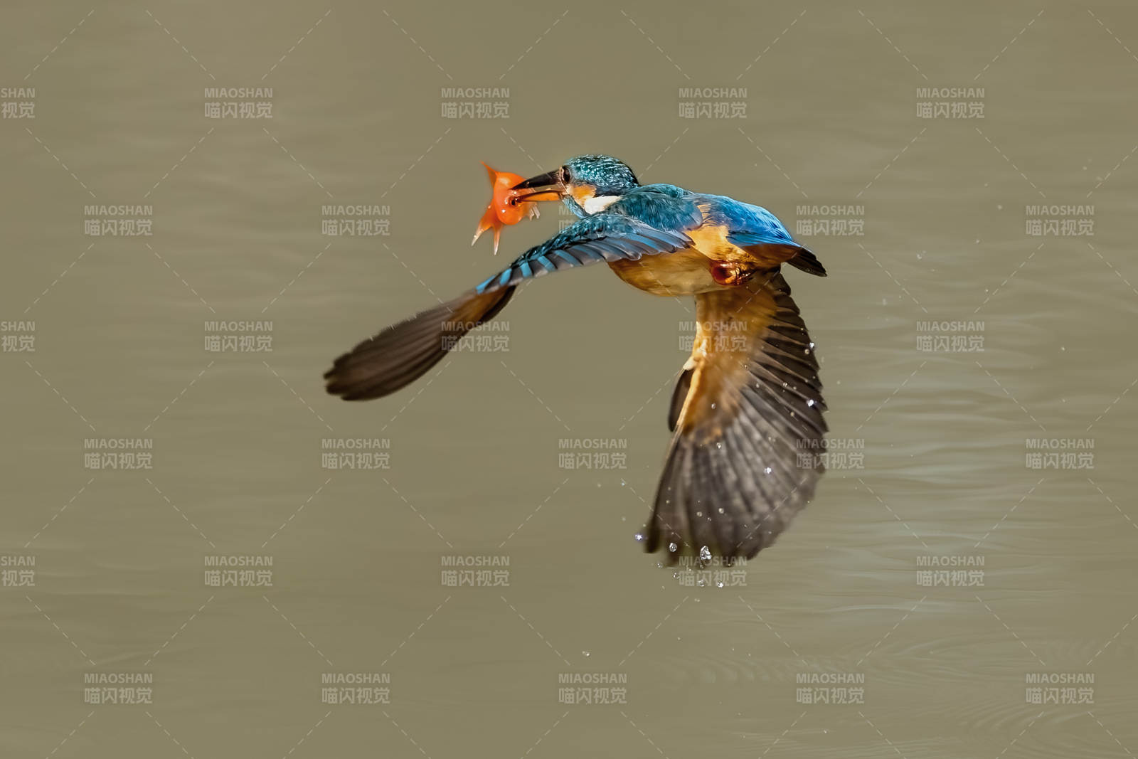 翠鸟捕食瞬间图片