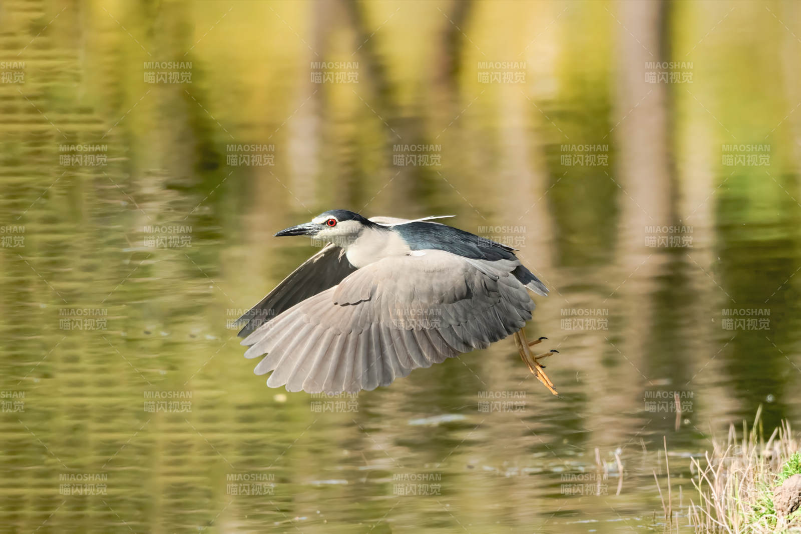 夜鹭飞翔水面图片