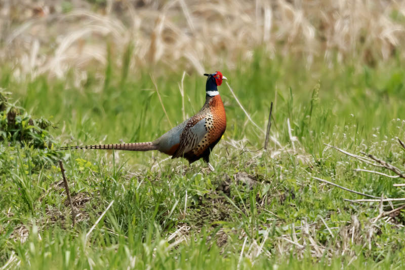 雉鸡草丛觅食图片