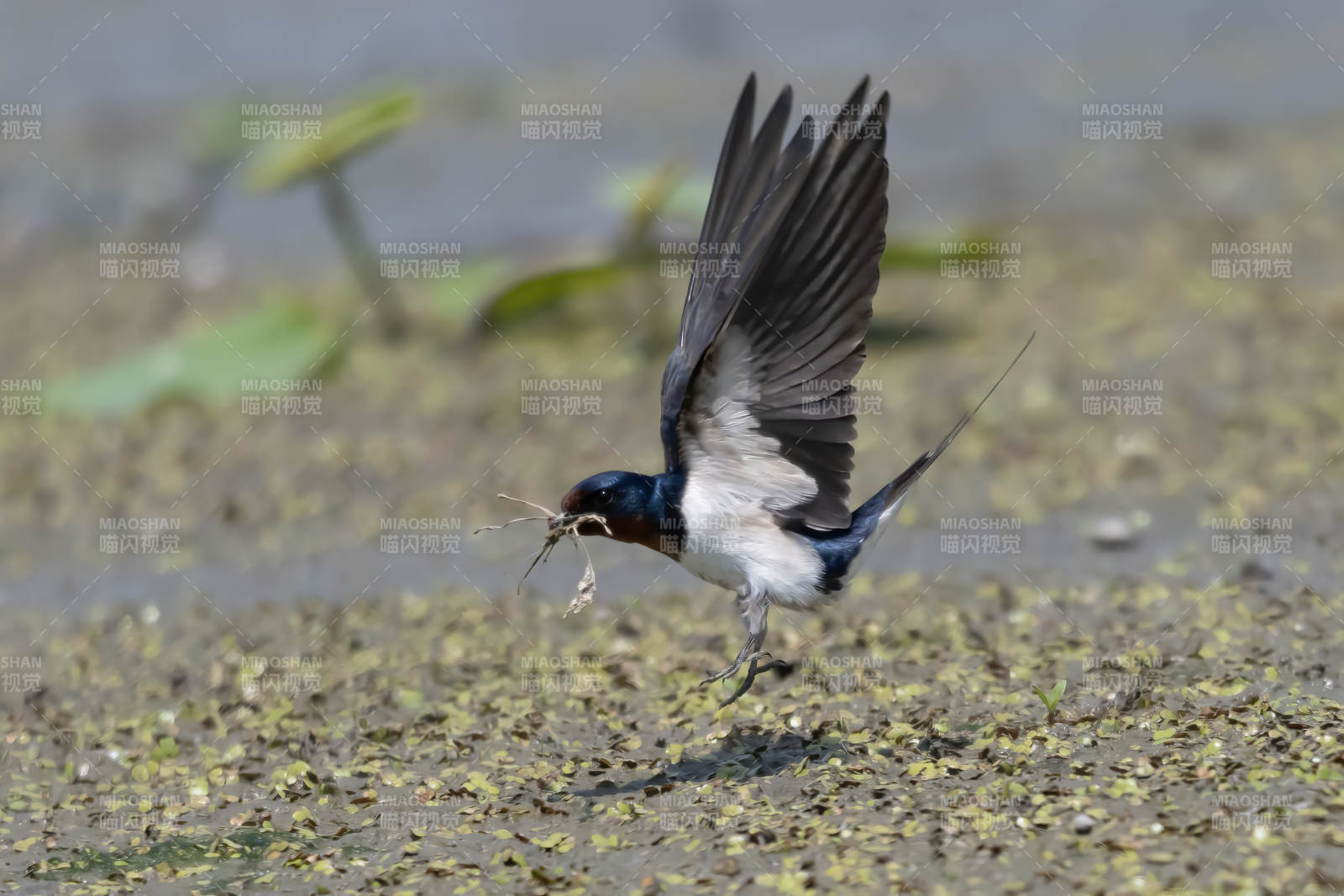 燕子衔草筑巢图片