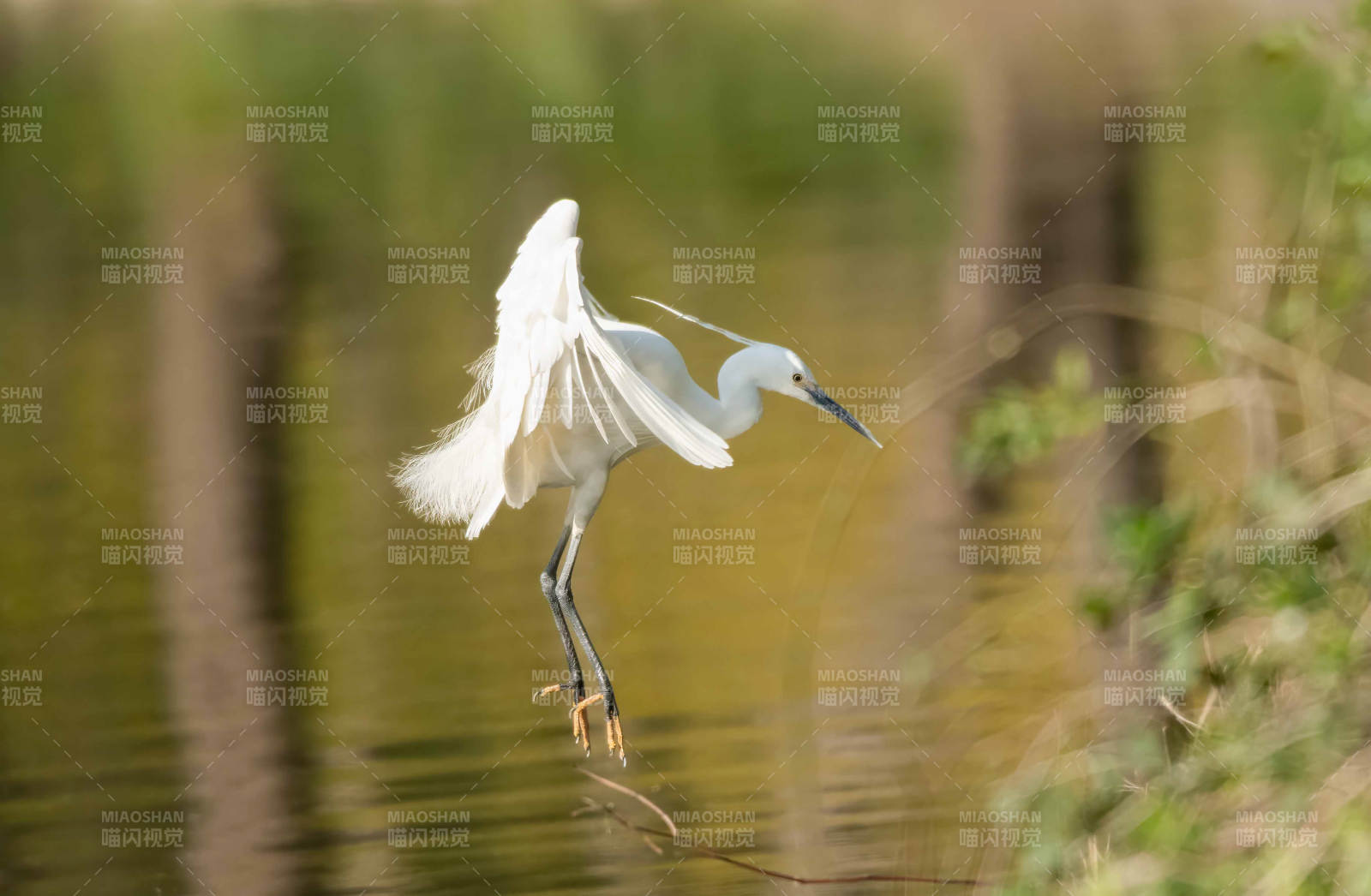 白鹭展翅水面飞图片