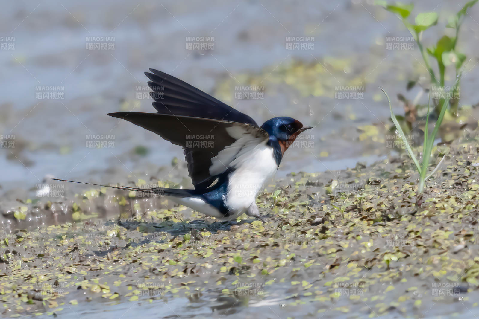 燕子栖息水边图片
