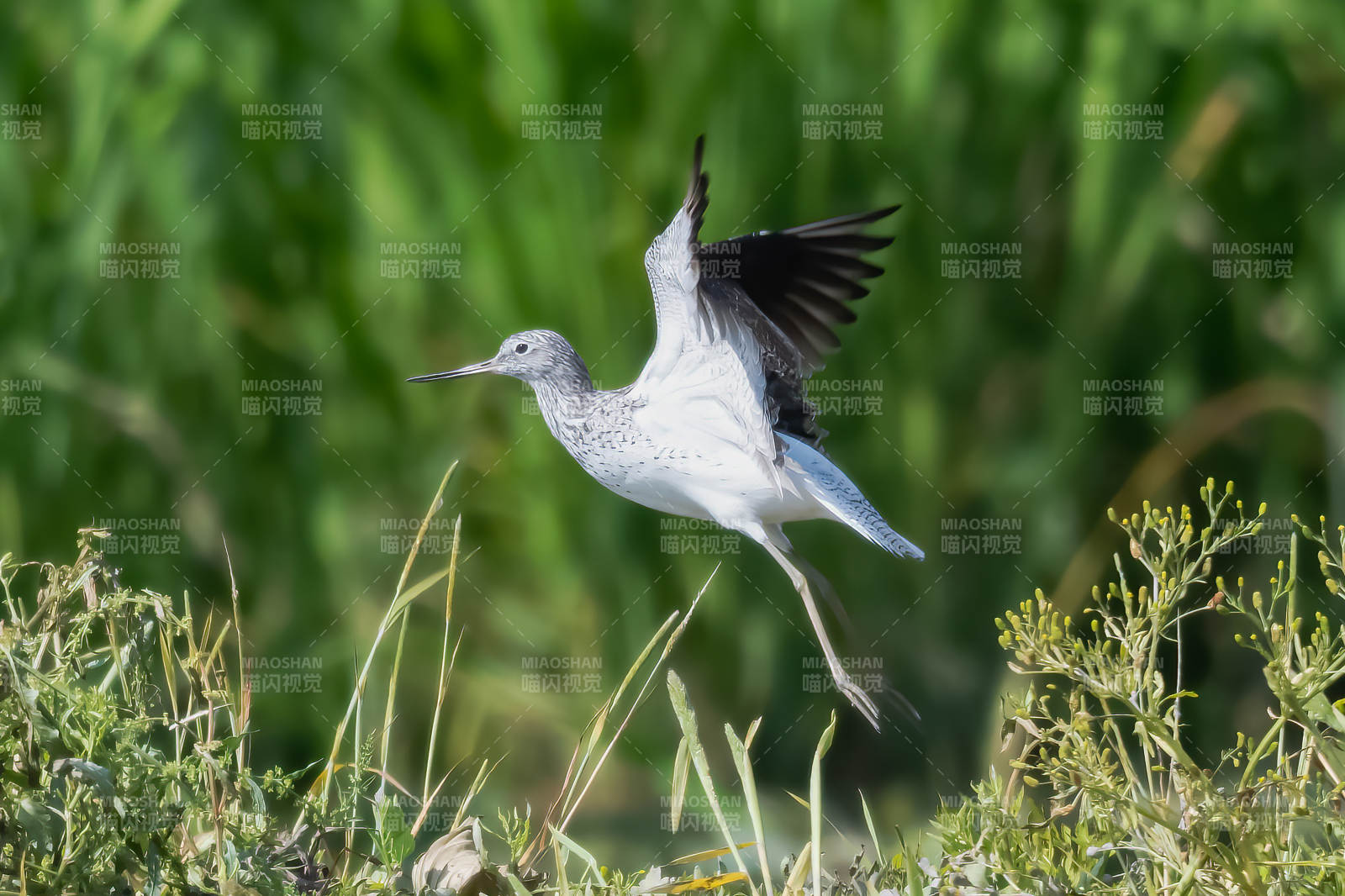 青脚鹬起飞图片