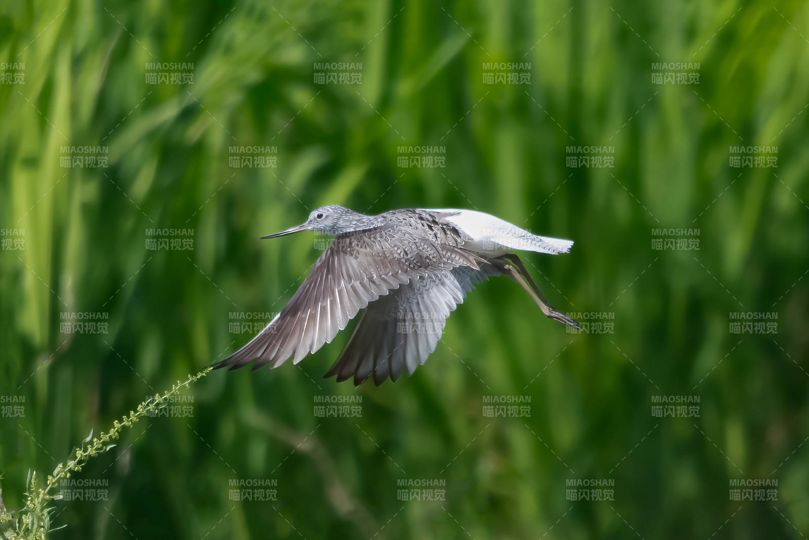 青脚鹬掠过绿野图片