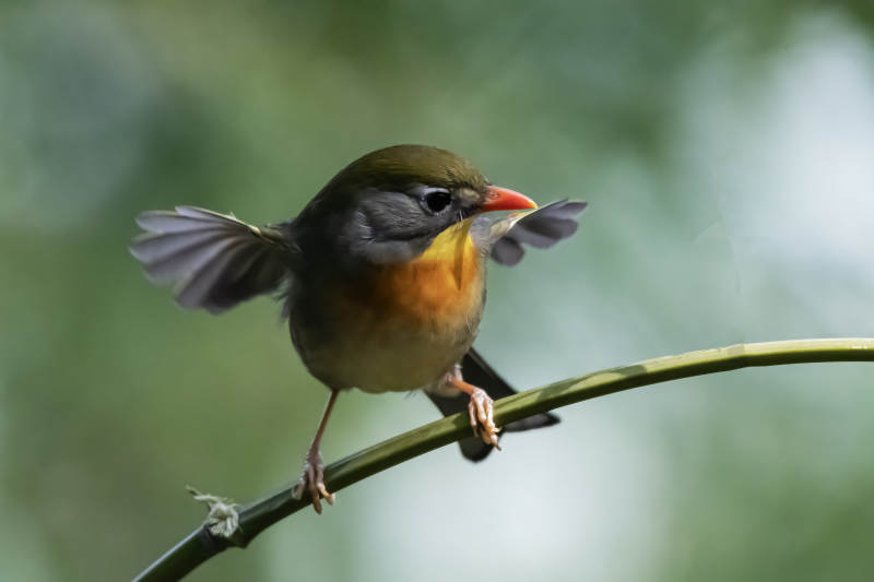 红嘴相思鸟栖枝展翅图片