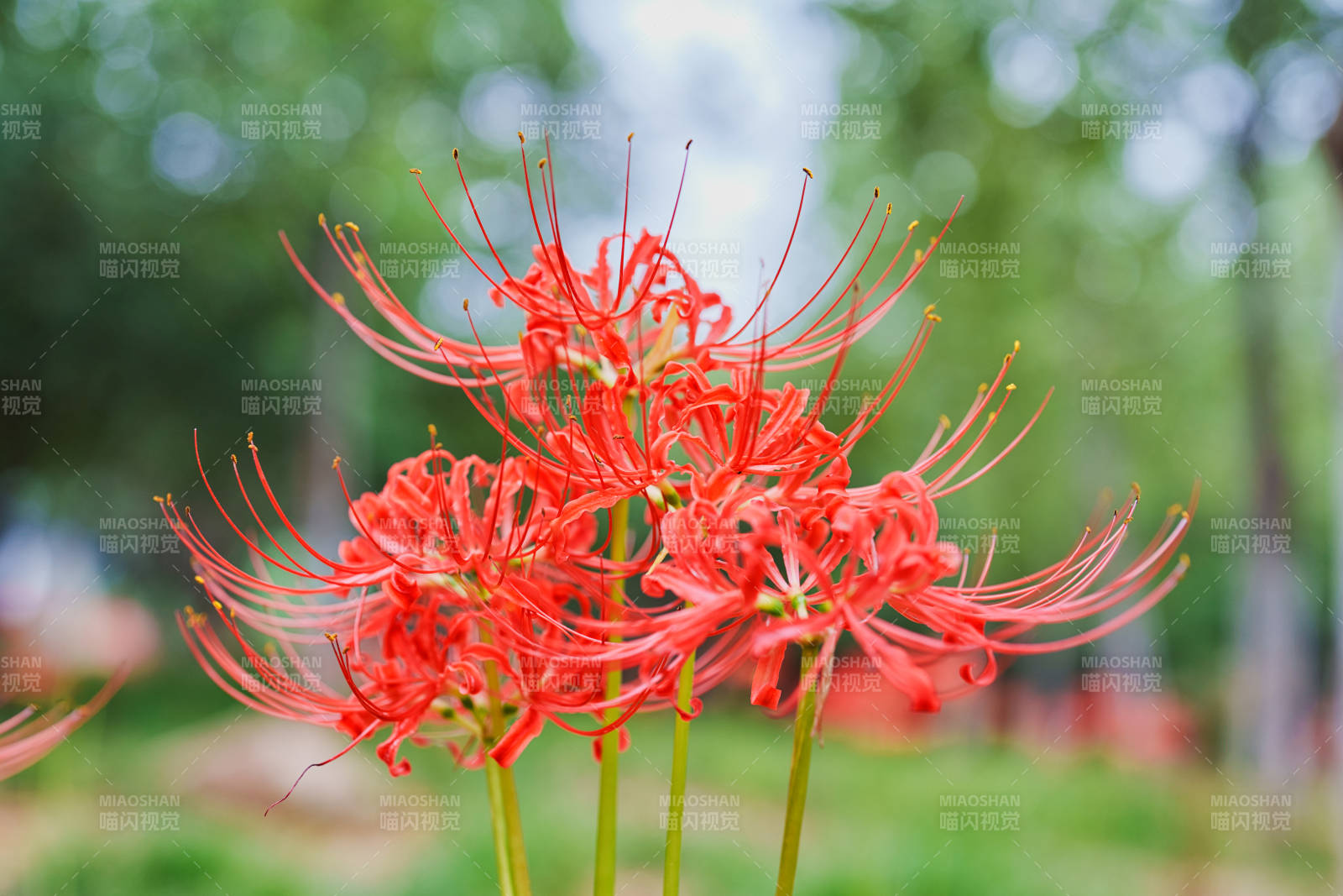 彼岸花绽放图片