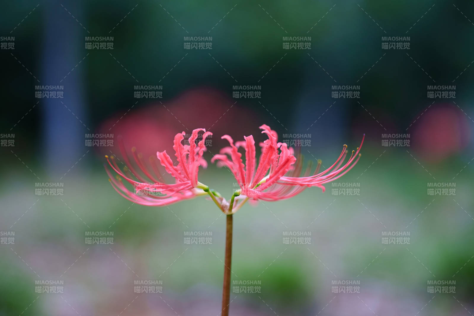 彼岸花绽放图片