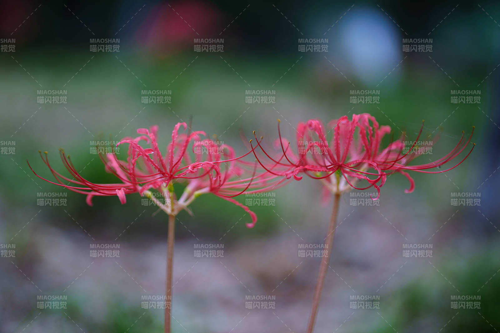 彼岸花绽放图片