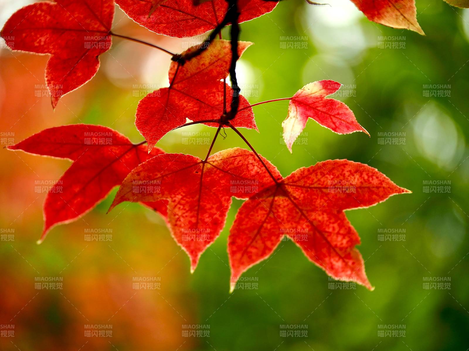 秋叶红艳图片
