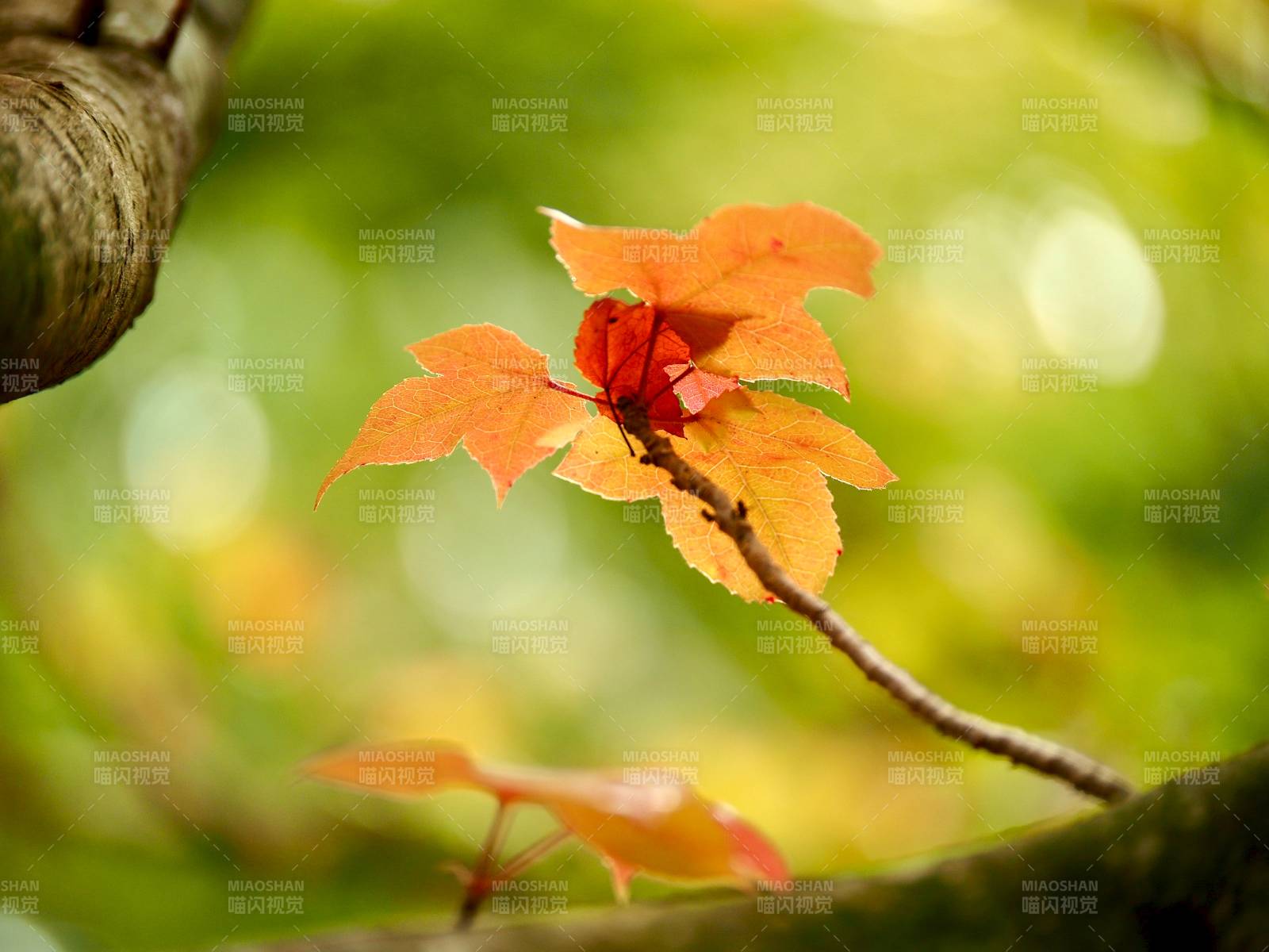 秋叶映枝头图片