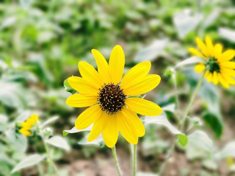 向日葵绽放生机图片