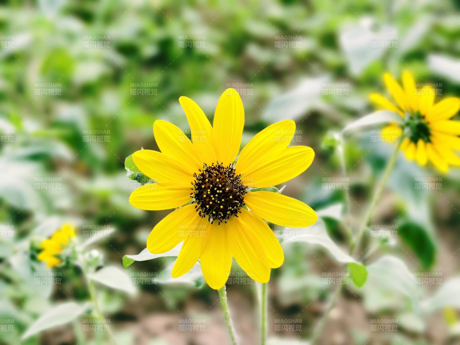 向日葵绽放生机图片