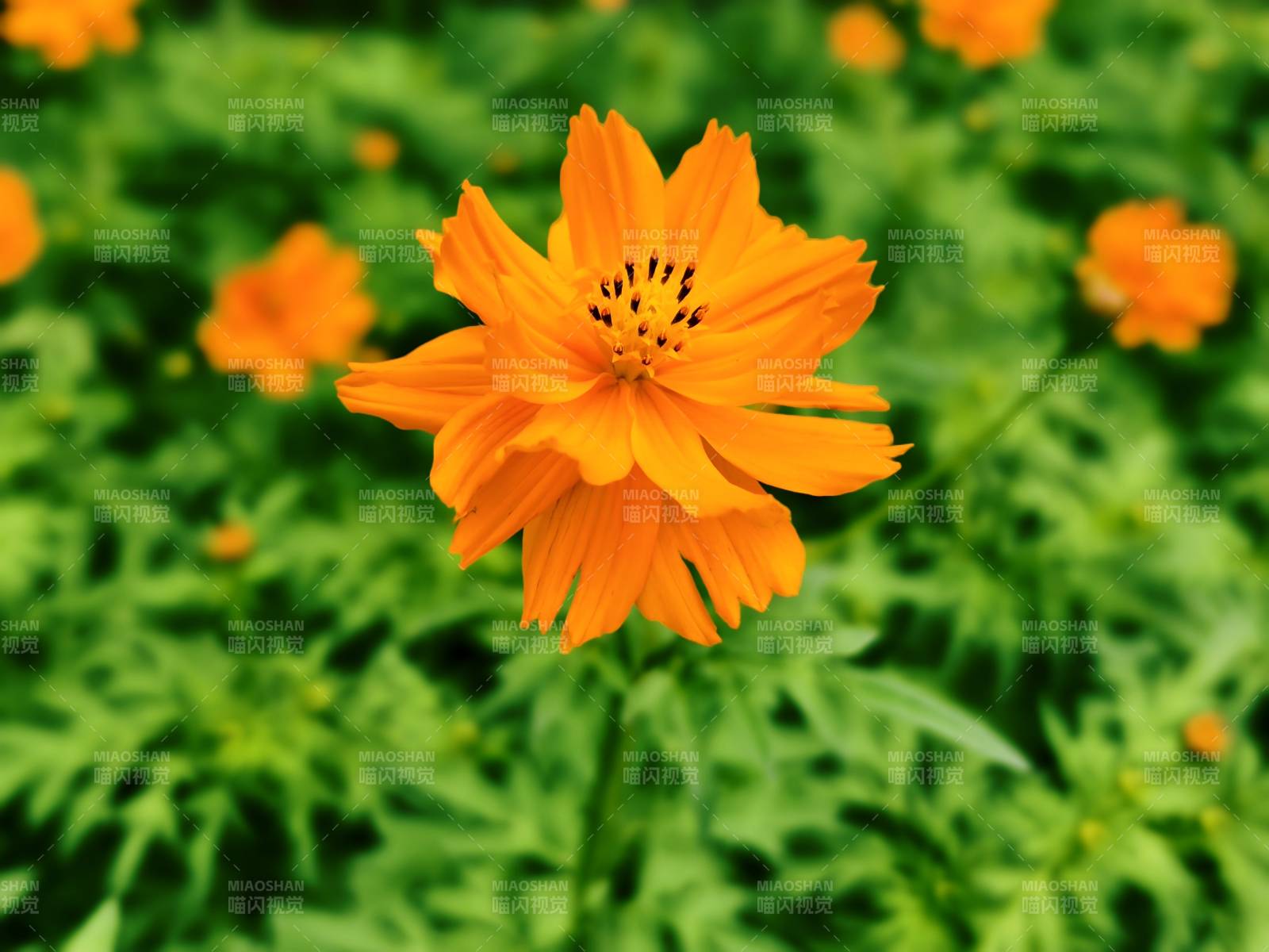 黄秋英花朵绽放图片