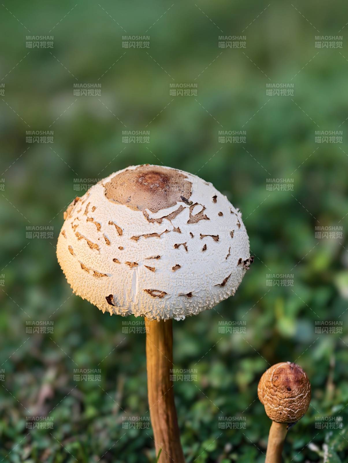 林间白菇静立图片