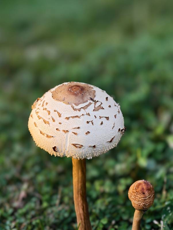 林间白菇静立图片