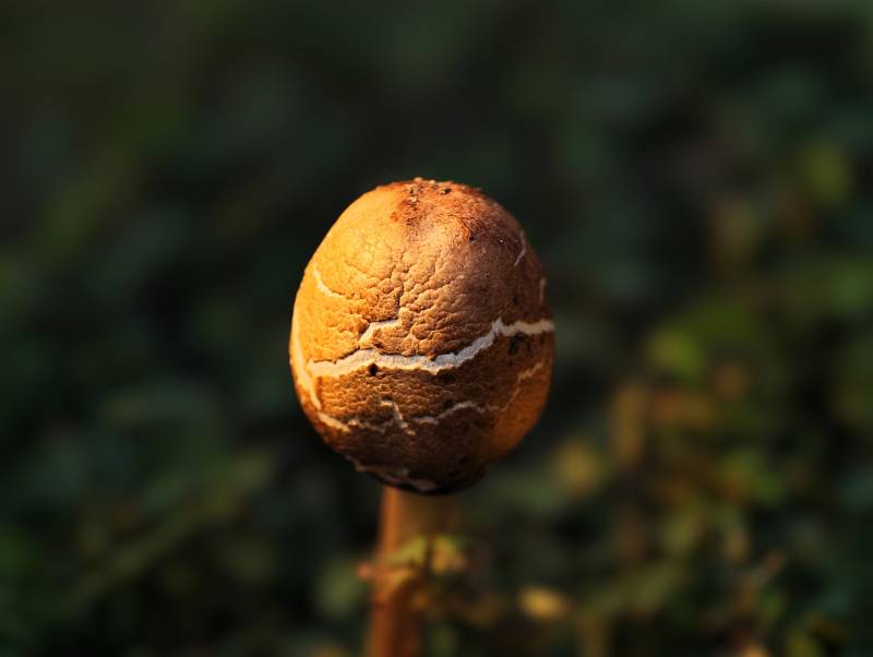 秋日菌菇特写图片