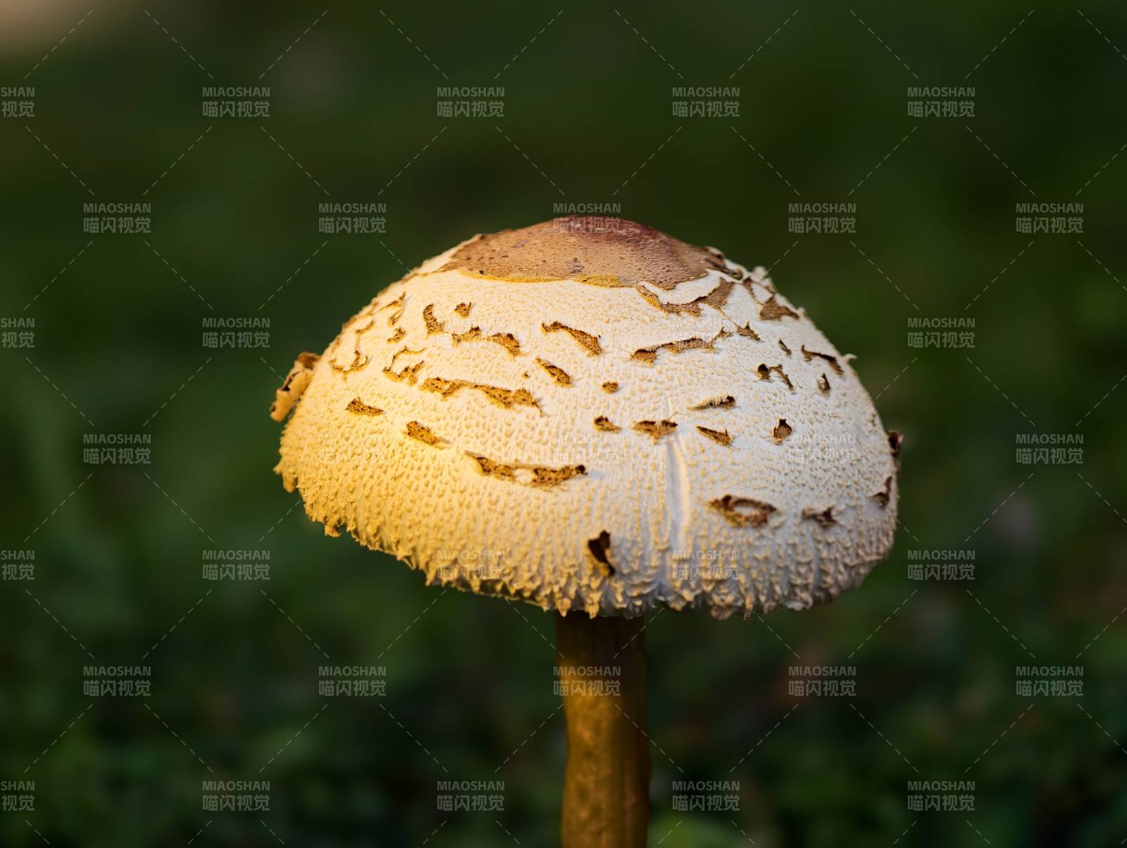 林间白伞菌图片