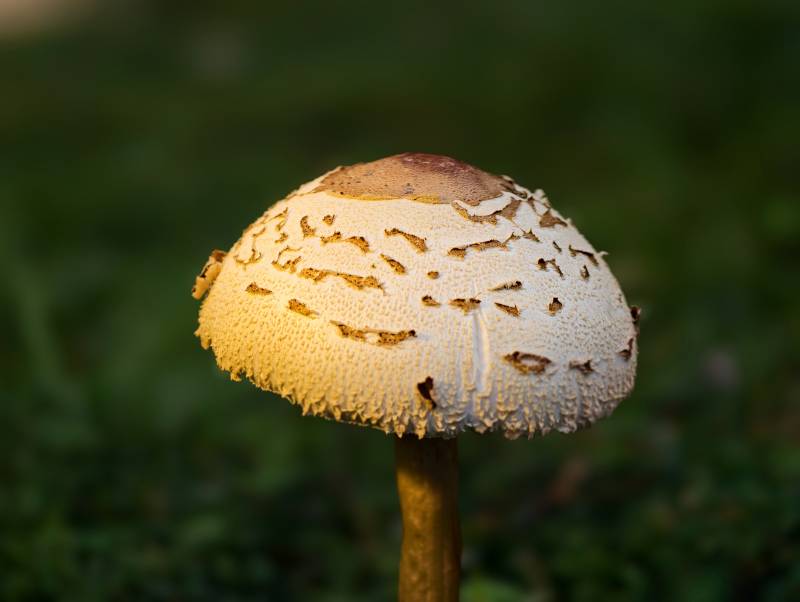 林间白伞菌图片