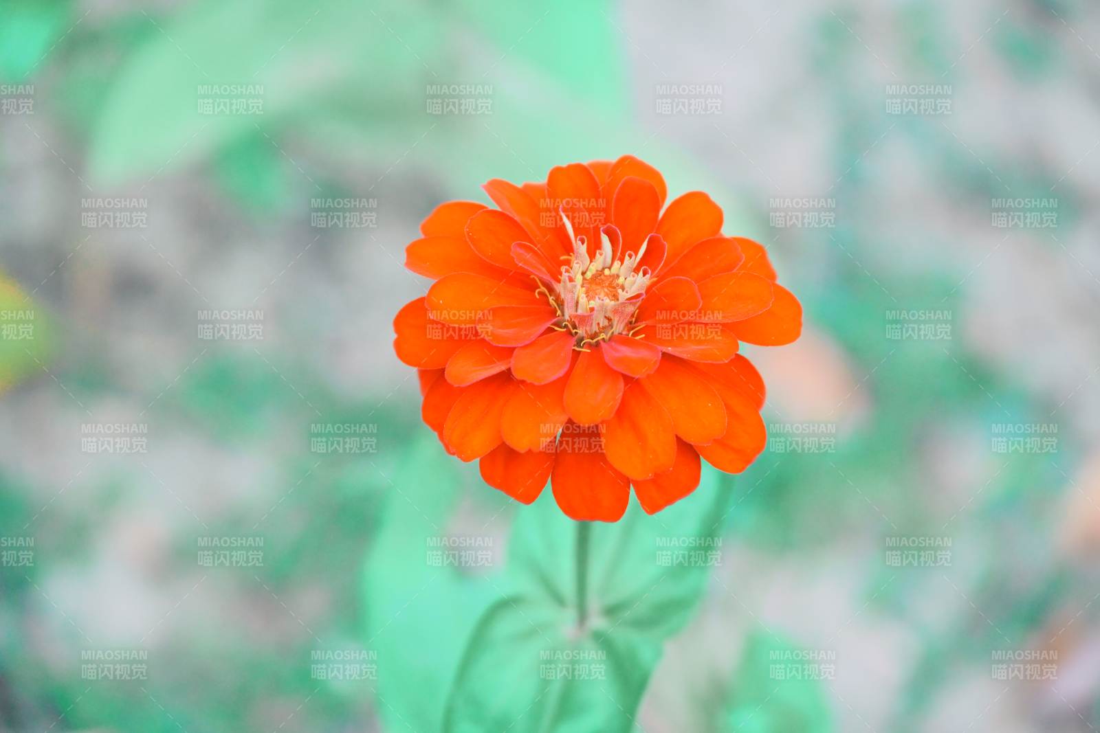 橙色花朵绽放图片