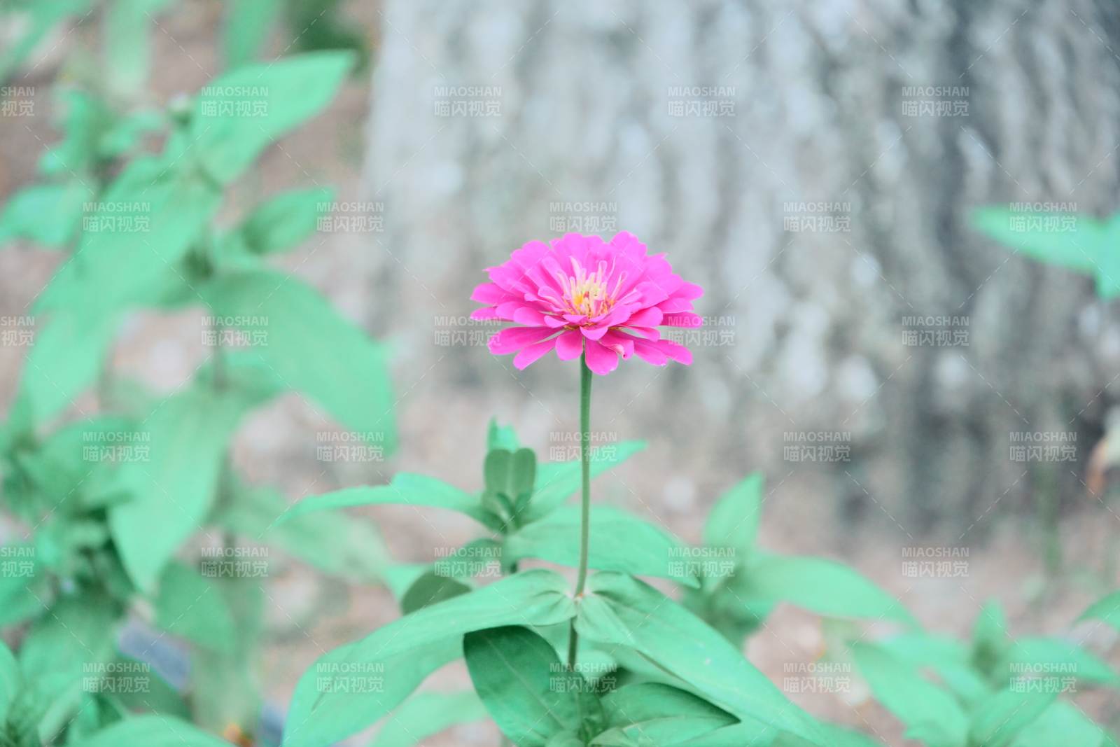 粉花绿叶映树影图片