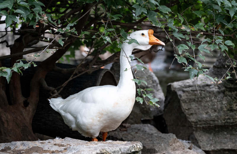 白鹅栖石绿荫中图片